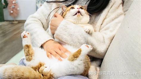 猫发情期多久时间-图1