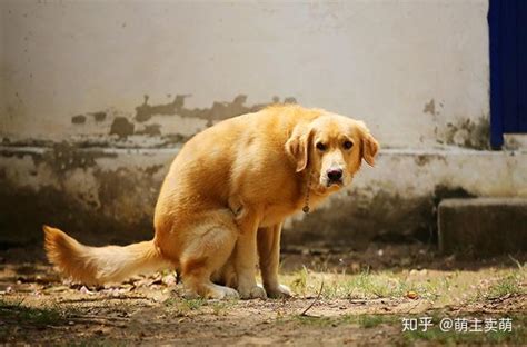 狗狗大便先拉干的后拉稀的怎么办