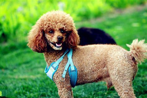 500元的贵宾犬是真的吗-图1
