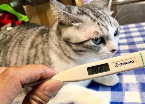 猫发烧用什么药退烧-图1
