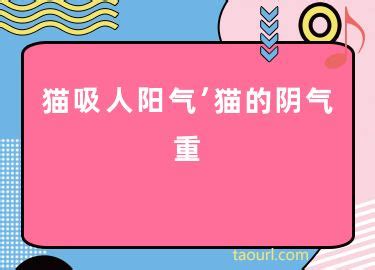 猫害怕的人阳气重-图1