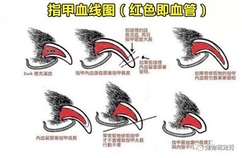 狗狗的指甲要怎么剪才好-图1