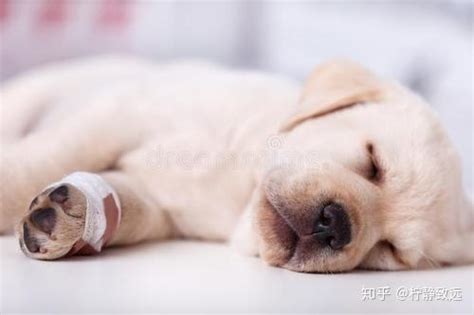 狗狗伤口很深化脓怎么办-图1