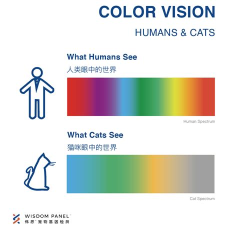 猫狗视力对颜色分辨-图1