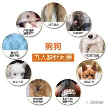 小狗缺钙的症状有哪些症状表现-图1