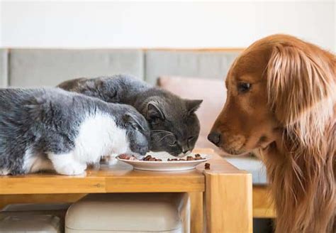 狗狗不能吃猫粮吗-图1