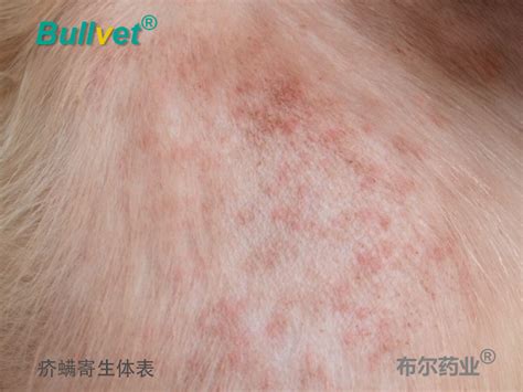 狗狗螨虫感染症状有哪些