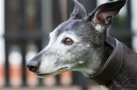 5个月的惠比特犬好养活吗