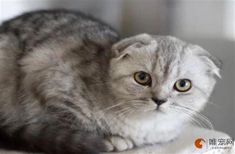 折耳猫一般发病是几岁-图1