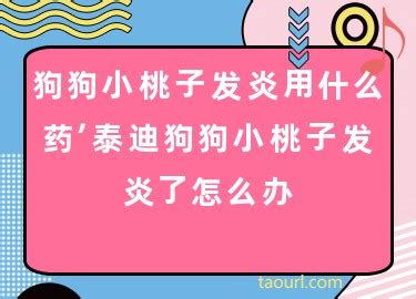 狗狗桃子有炎症用啥药好-图1
