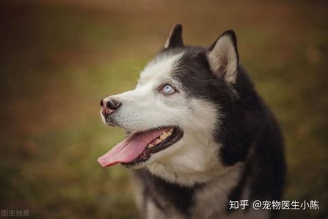 狗狗腿抖呼吸急促是怎么回事-图1