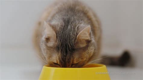 狗吃猫粮后死了为什么-图1