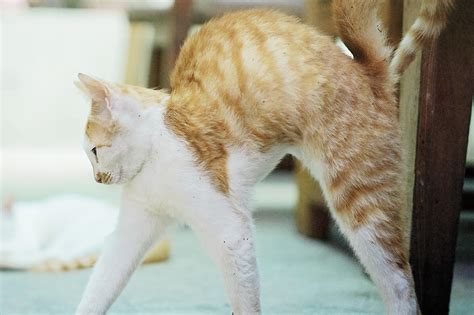 猫发情了要怎么办才能缓解-图1