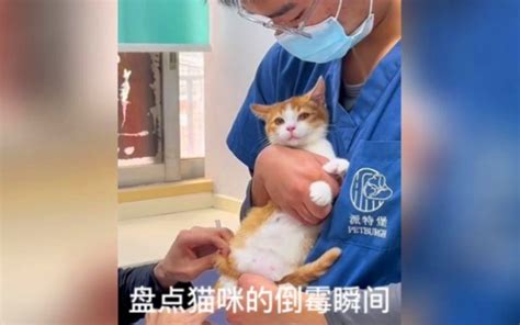 看到死猫会倒霉吗-图1