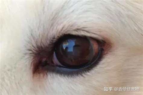 狗狗眼睛有脓的眼屎怎么处理好-图1