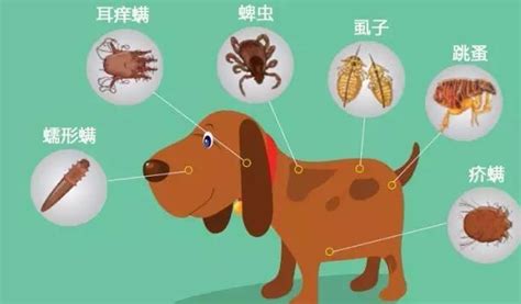 狗狗驱虫饭前还是饭后-图1