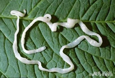 狗绦虫节片大概多久排一次-图1