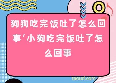 狗狗吃吐了是怎么回事啊-图1