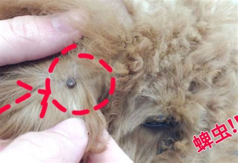 狗狗身上长蜱虫了怎么办?-图1