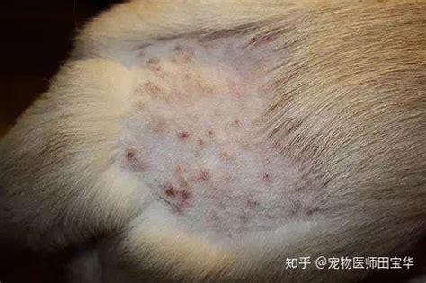 狗狗身上有伤口怎么治疗-图1