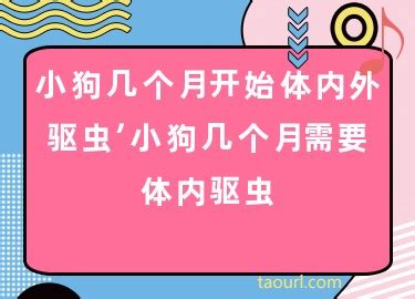 小狗几个月开始体内外驱虫的-图1