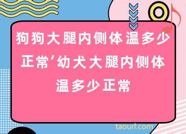 狗狗大腿内侧体温多少正常-图1