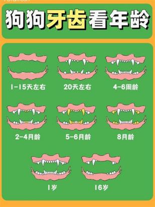 狗狗牙齿看年龄图片-图1