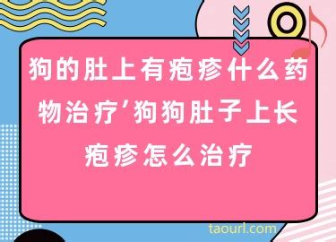 小奶狗肚子长满了疱疹怎么办-图1