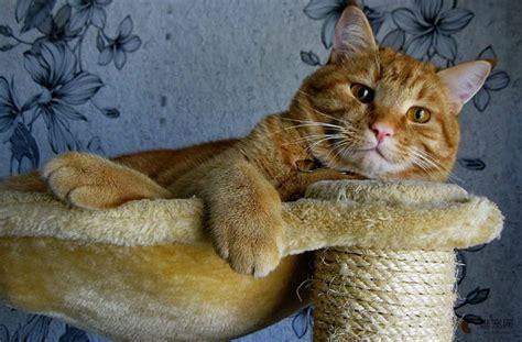 猫感到失宠的表现-图1