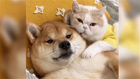猫和狗哪个粘人一些-图1