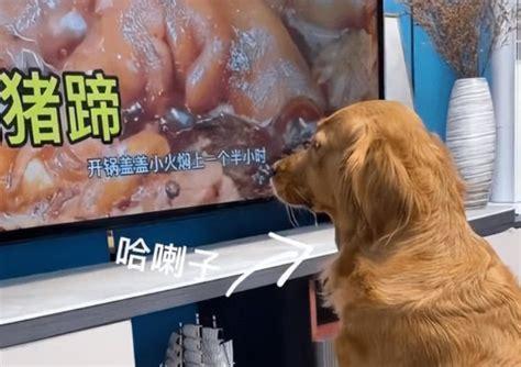 小狗一直流口水是什么原因啊-图1