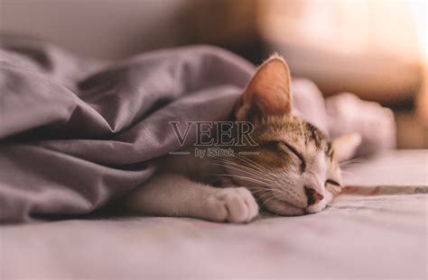 猫跟着主人在床上睡觉-图1