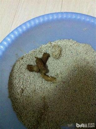 狗狗弓形虫有什么症状