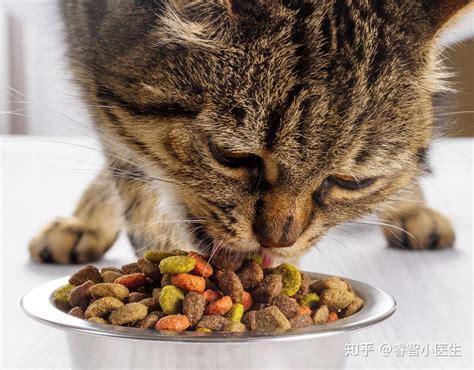 狗狗吃少量的猫粮可以吗-图1