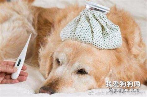 狗狗怎么量体温-图1