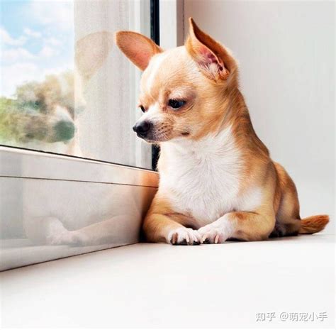 狗狗突然喜欢趴在门口不动-图1