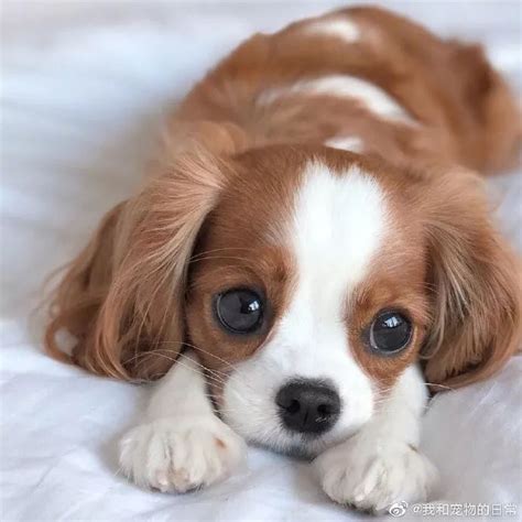 500元的查理王小猎犬是真的吗