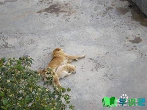 狗狗又拉肚子又吐怎么办-图1
