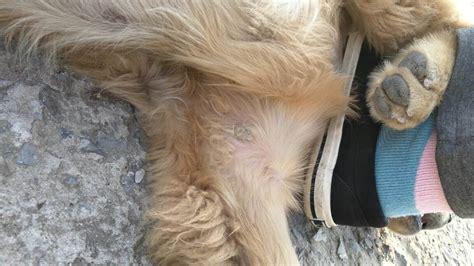 狗狗身上长癞怎么办