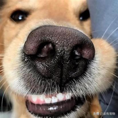 狗狗鼻子湿但是有点热怎么回事-图1