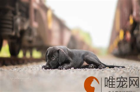 小狗一般多久睁眼正常-图1