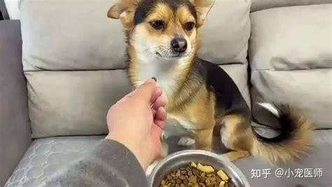 狗狗挑食怎么办-图1