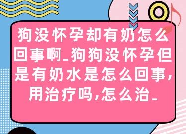 狗狗有奶但是没有怀孕-图1