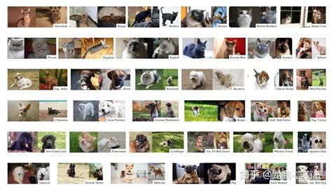 猫狗分类数据集-图1