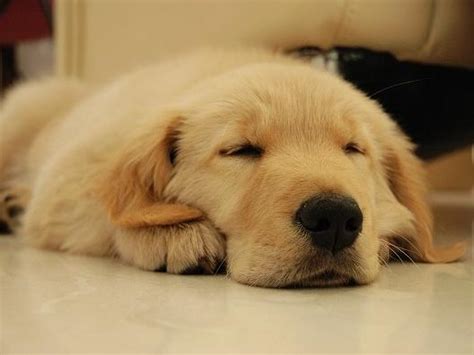 狗狗拉稀咋办-图1