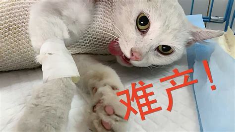猫难产在家怎么自救-图1