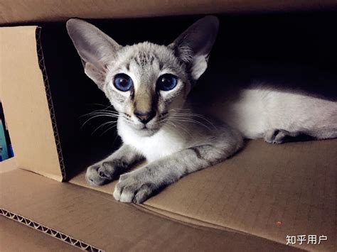 600元的东方短毛猫是真的吗