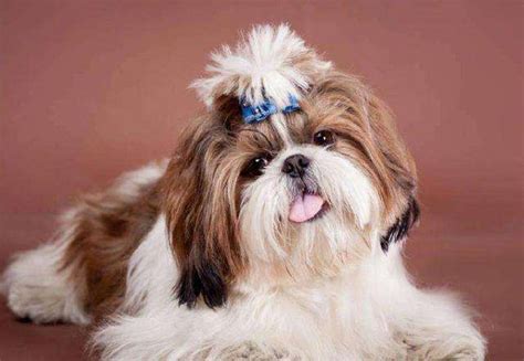 600元的西施犬是真的吗-图1
