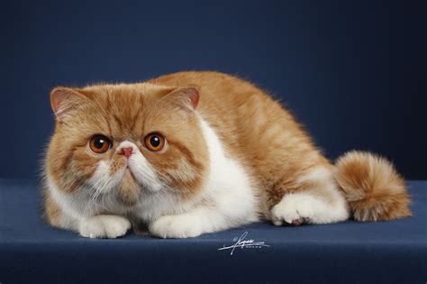 600元的加菲猫是真的吗-图1