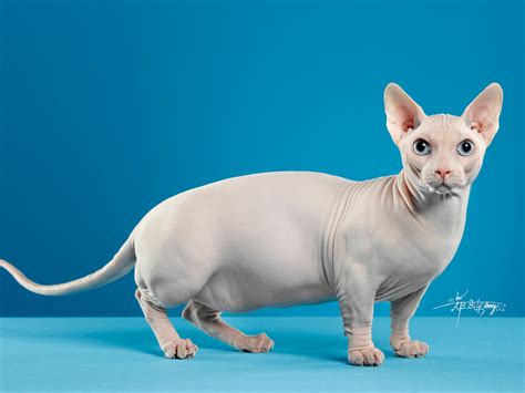 600元的斯芬克斯猫是真的吗-图1